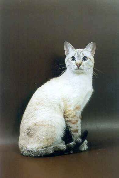 Киска-Ириска Тайская Легенда