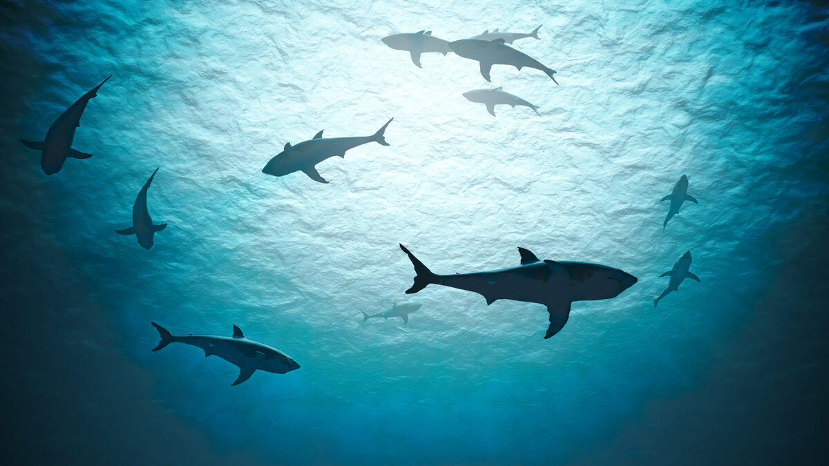 14 июля - День осведомлённости об акулах (Shark Awareness Day) 14 июля является для акул необычным днём - во всём мире этот день известен как День осведомлённости об акулах - Shark Awareness Day...