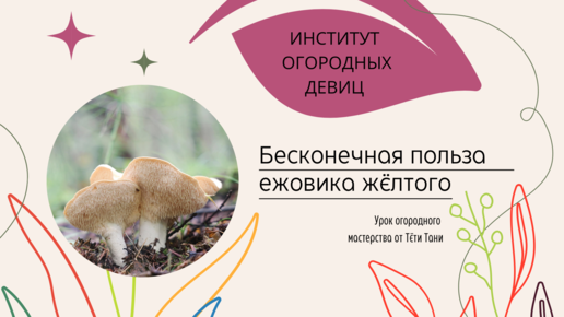 Ежевик жёлтый (Hydnum repandum) – описание и фото гриба, информация, где растет, виды