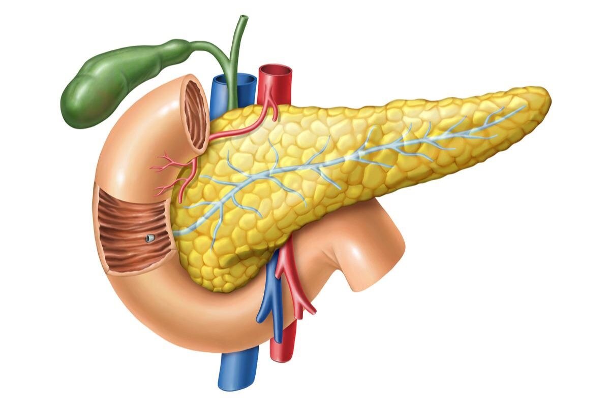 Поджелудочная железа нарисовать