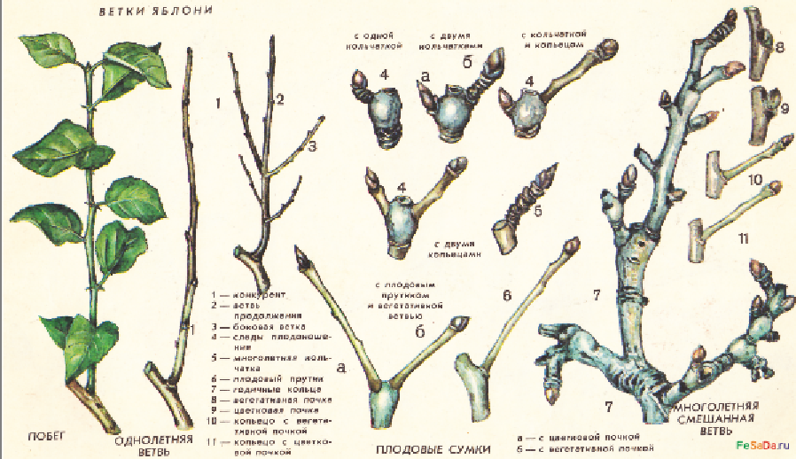 Части ветка. Кольчатки плодушки плодовые почки на груше. Плодовые почки на яблоне. Однолетний побег яблони. Как выглядят почки у яблони.