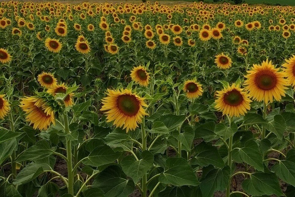     Изверг убил знакомую и спрятал тело в поле с подсолнухами в Чалпыгинском районе Юлия КЛЮЕВА