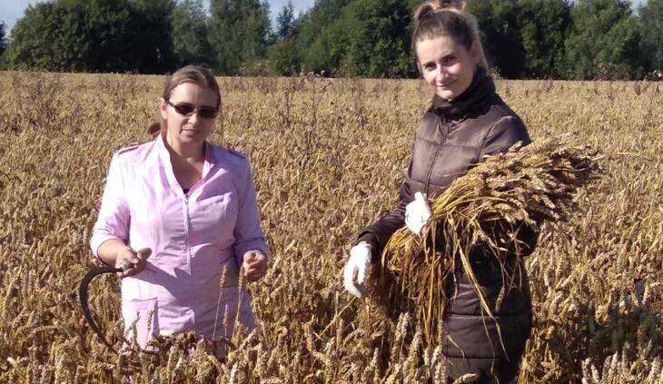    Во Владимирской области проходит апробация сортовых посевов сельхозкультур в рамках формирования российского рынка семян