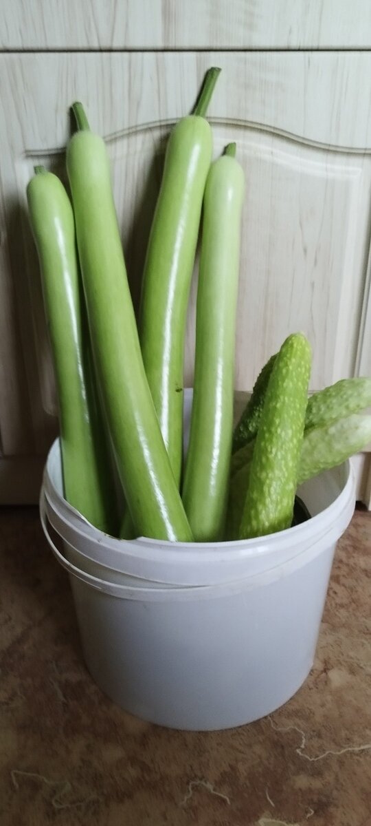 Лагенария и огурцы на салаты