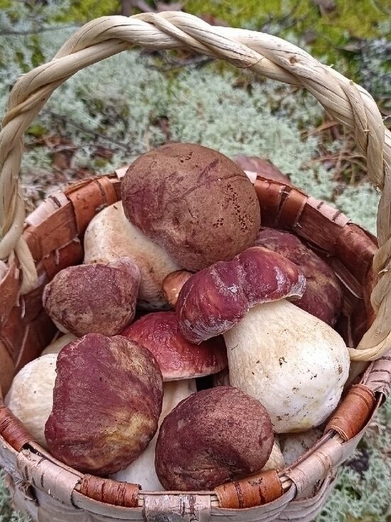     Фото: «Грибы Псковской/ Рыбалка на Чудском» / «ВКонтакте».