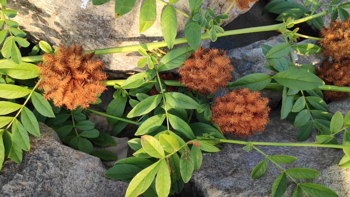 Почему щетинистую солодку так назвали, я выяснила быстро. Мелкие, как щетинки, колючки, ломкие и легко отделяются от семян, благополучно оставаясь в коже. В статье использованы фото автора