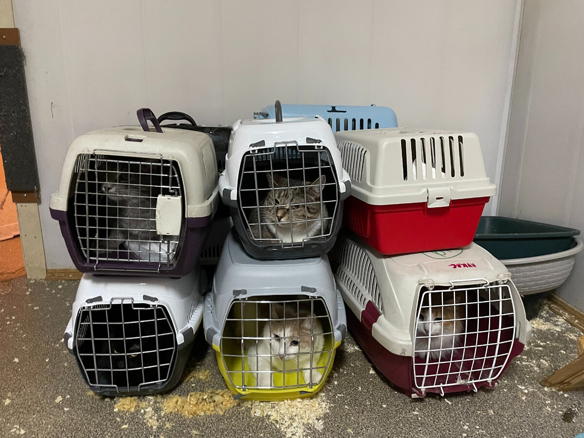 Перед дорогой всех кошек разместили в переноски. Не все кошки соглашались на это добровольно и без боя. Некоторые упрямились, словно не хотели уезжать. 