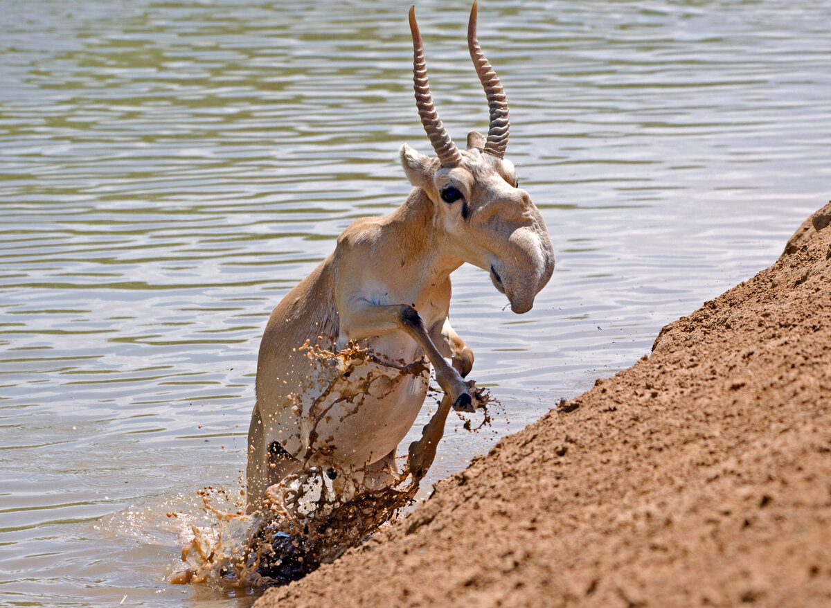 Философия выживания вида проста: в любой непонятной ситуации драпай!