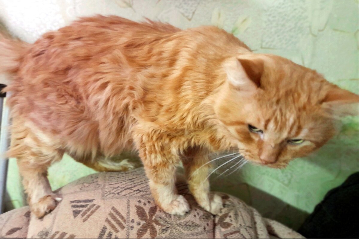 Осиротевший кот стал ненужным наследством. 