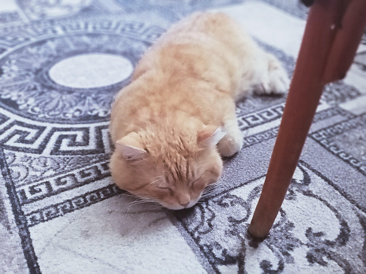 Сосискокот очень удачно прилёг на ковёр...