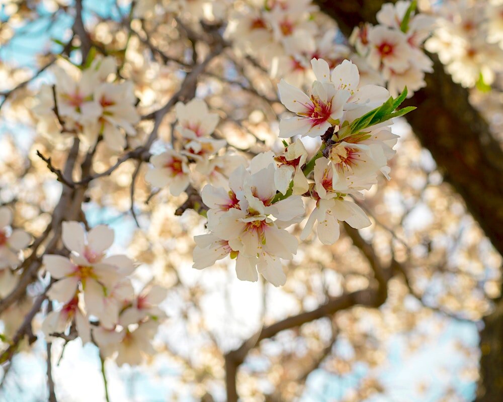 Цвет вишневый сад. Вишня дерево цветение. Цветение какое явление. Цветение какое явление. Праздник в японии презентация сакура.