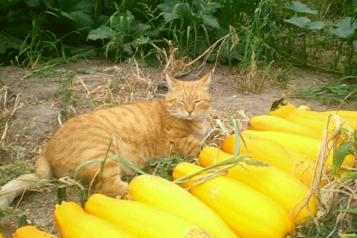"Великолепная десятка и вратарь"😺✌ Источник фото: trinixy.ru