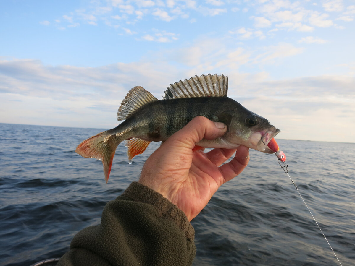 На эту приманку садится на каждом забросе. Надо попробовать другую.