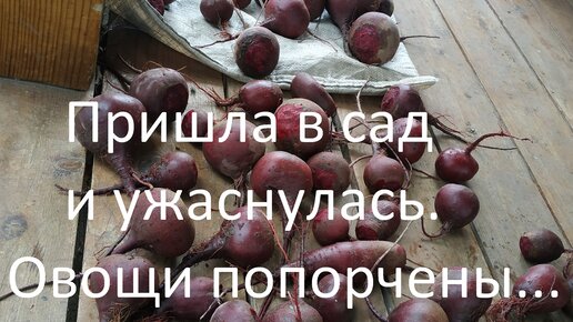 Пришла в сад и ужаснулась. Овощи попорчены...