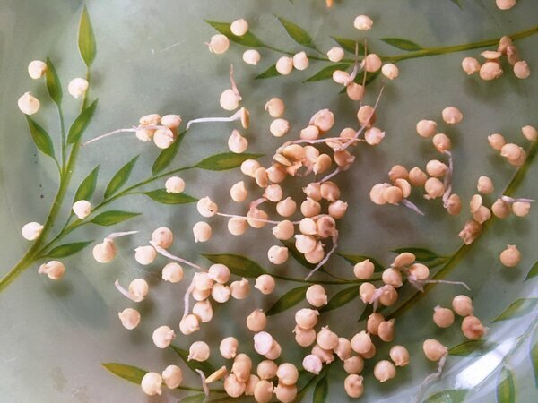 «Баловство» с семенами перца из продуктового магазина | Есть время под ...