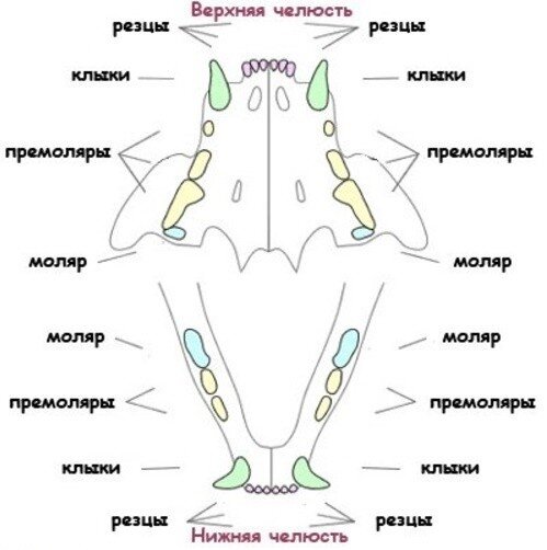 Несколько Интересных Фактов О Кошачьих Зубах | О Котах | Дзен