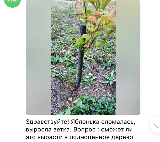 Вопрос от подписчицы Дачного агронома 