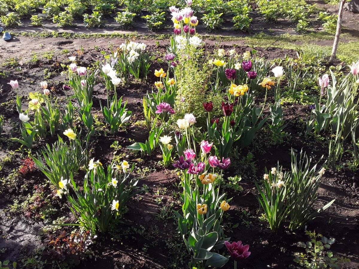 Май - доцветают нарциссы, цветут тюльпаны