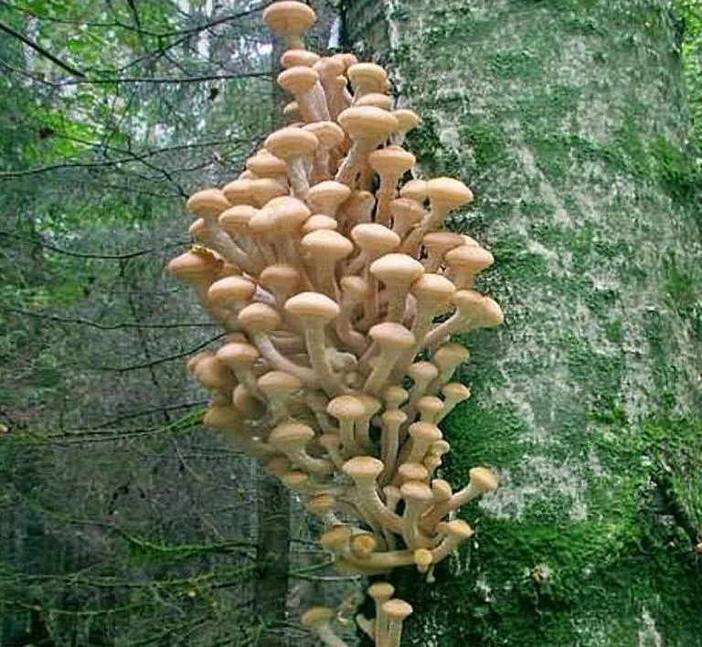 Фото из семейного архива автора