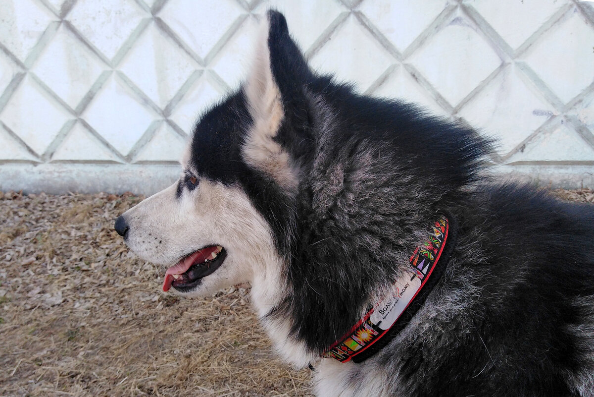 © фото автора • Вольт с адресником-биркой • фото 2 из 2