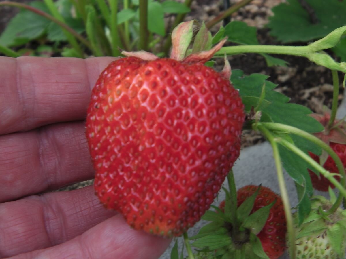 Клубника. Фото автора