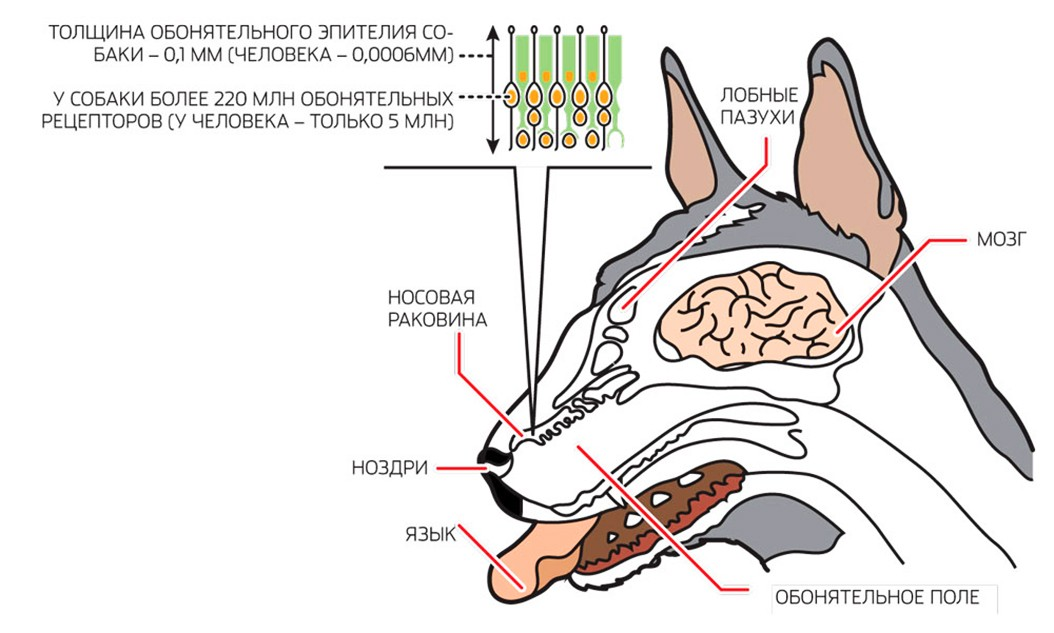 Ковид нюх. Обонятельный анализатор собаки. Строение носовых пазух у собак. Обонятел ный анализатор животных схема. Носовая полость собаки анатомия.