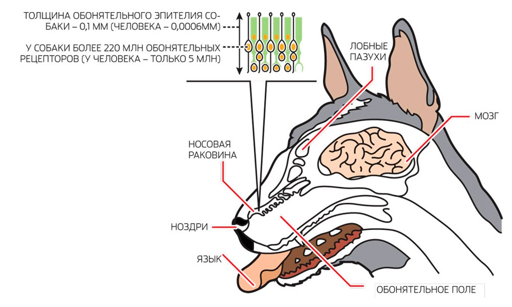 Обоняние у млекопитающих. Обонятельный анализатор собаки. Строение носовых пазух у собак. Обонятел ный анализатор животных схема. Носовая полость собаки анатомия.