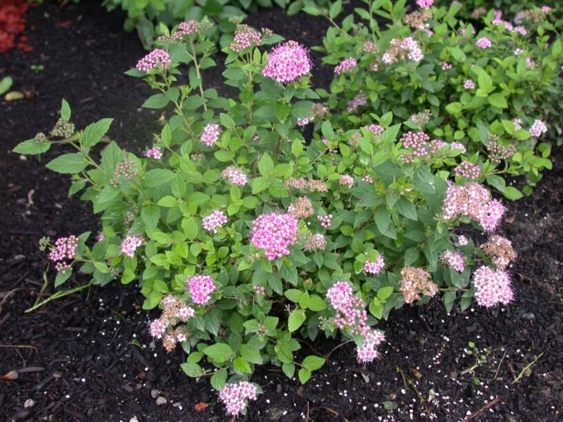 Спирея японская Литл Принцесс ⠀
