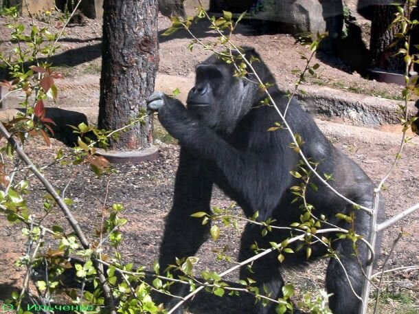 Фото с официального сайта Московского зоопарка moscowzoo.ru