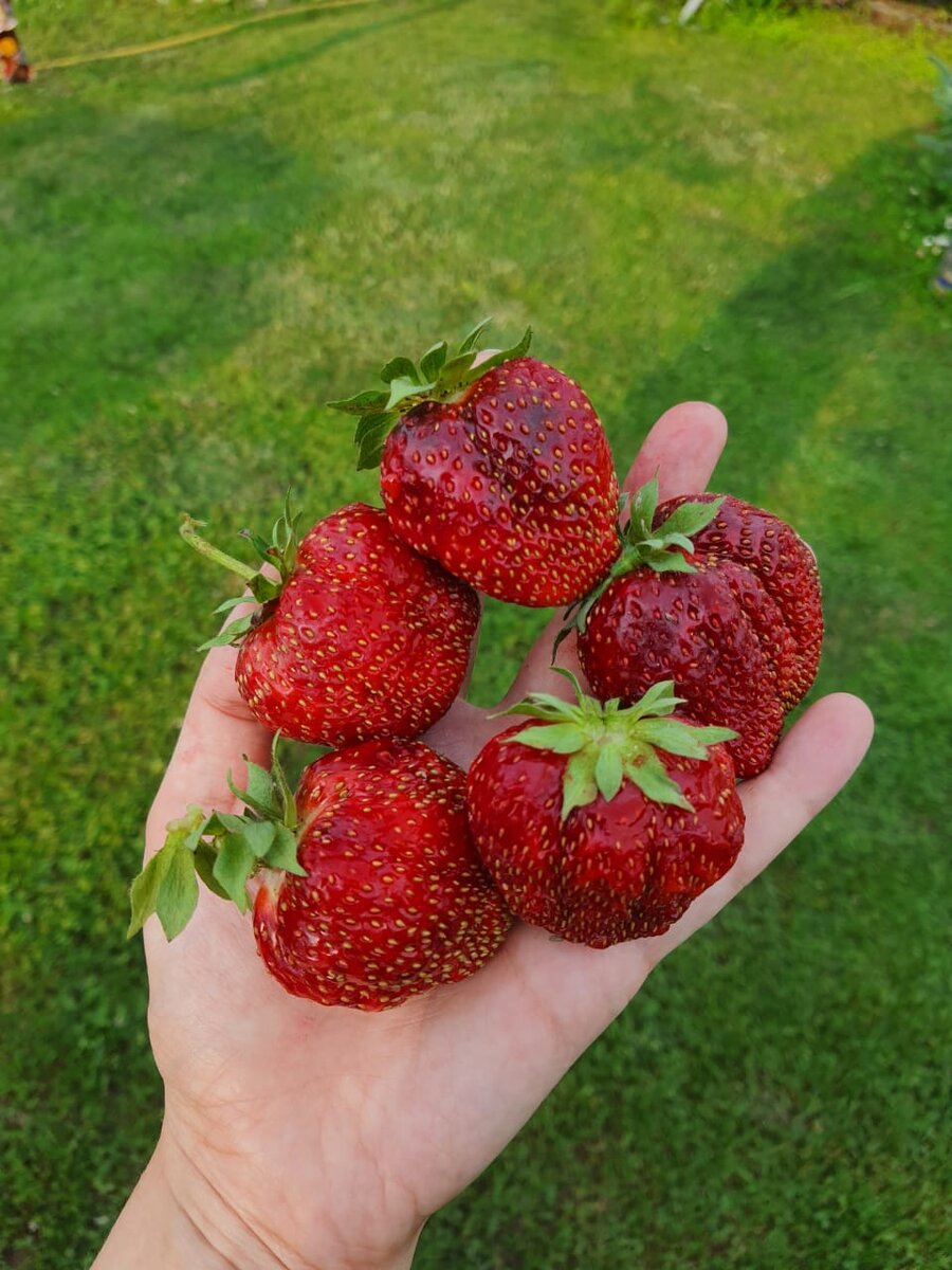 Фото из личного архива автора. Ваня был очень горд, что привез больной маме трехлитровое ведёрко виктории.