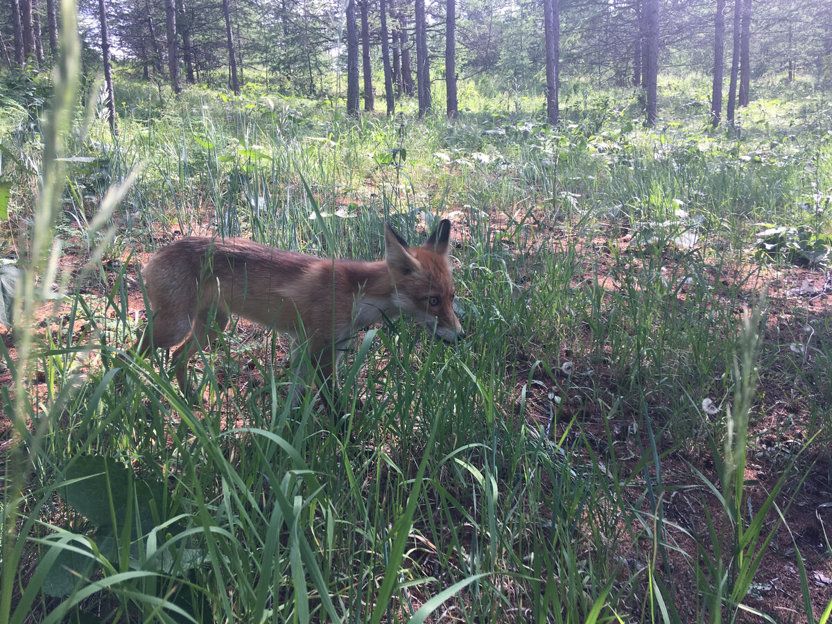Лиса на острове Ольхон на Байкале. Фото автора
