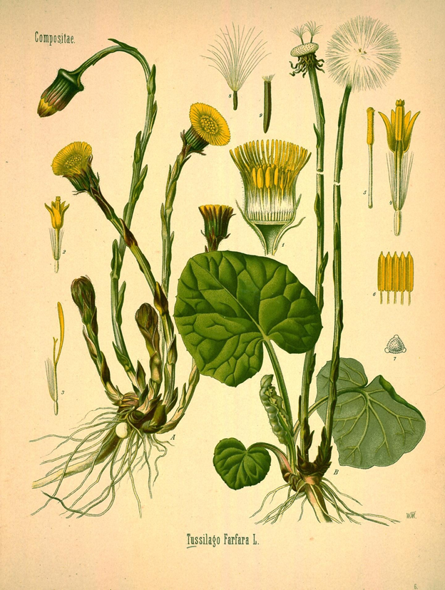 Фото: Мать-и-мачеха. Ботаническая иллюстрация из книги Köhler’s Medizinal-Pflanzen, 1887