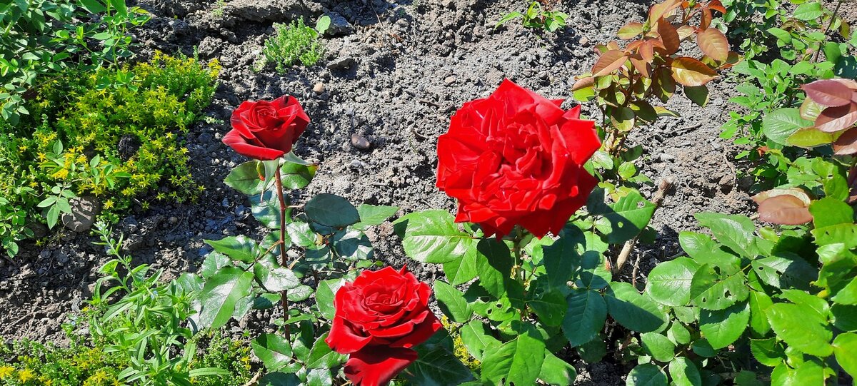 Фото: Аллы Шаровой.