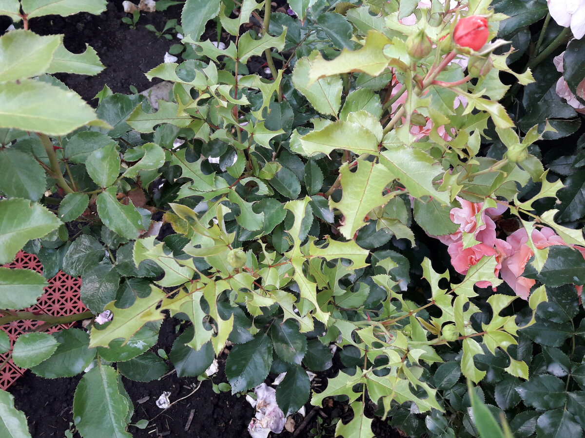 Роза Мари Кюри. На молодых побегах практически не осталось листьев