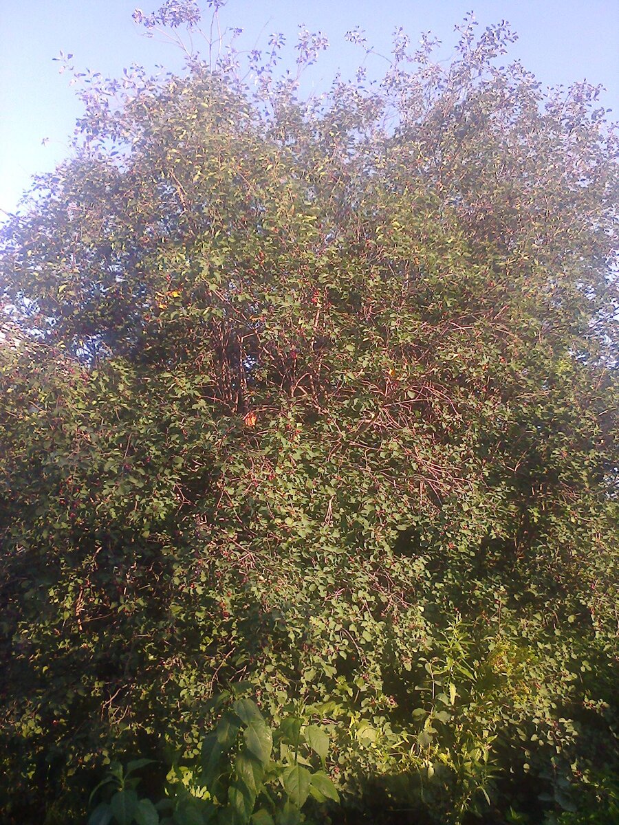 Куст ирги в лучах утреннего солнца.