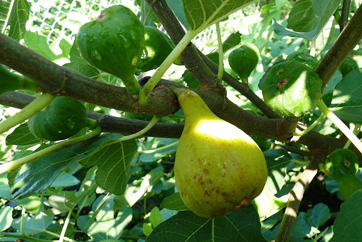 Первый урожай инжира созрел сразу после обильного июльского дождя.