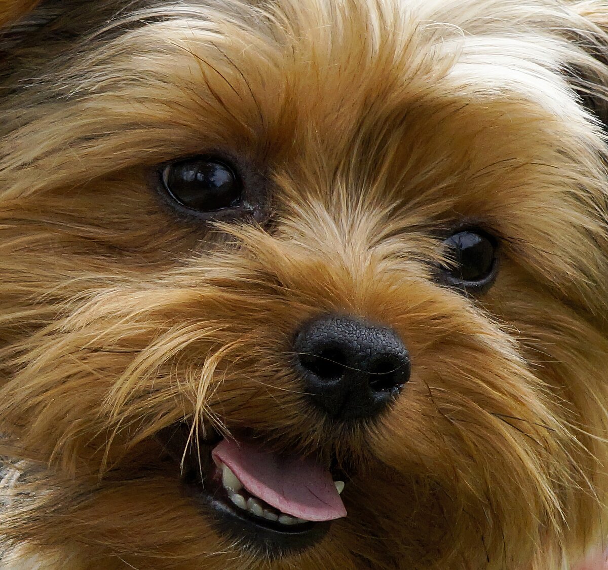 Изображение didier aires с сайта Pixabay. Милый йорк, Зубки, которые видны - чистые. С таким обниматься - милое дело)