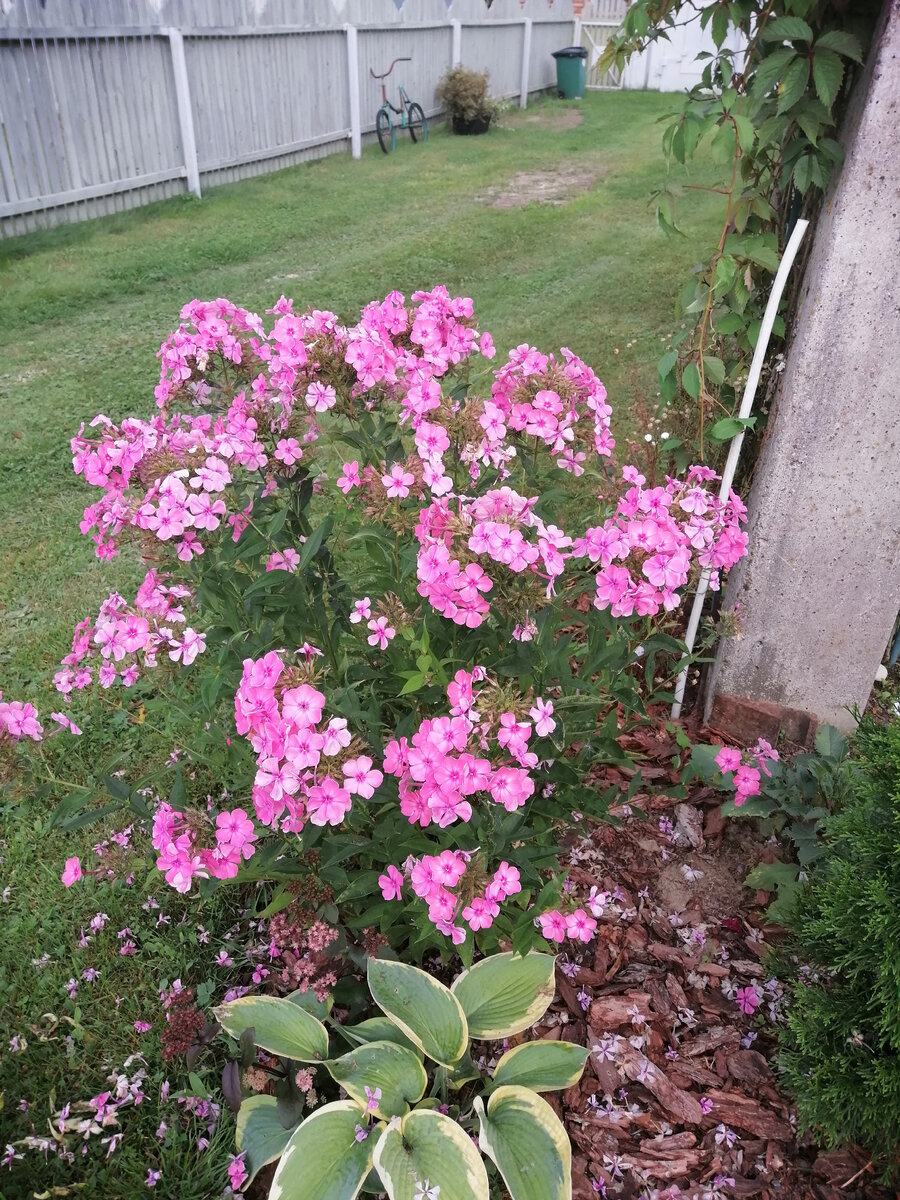 Именно такие флоксы росли под окном дачи, на которой прошло моё детство. Будет своя дача - тоже под окном посажу!
