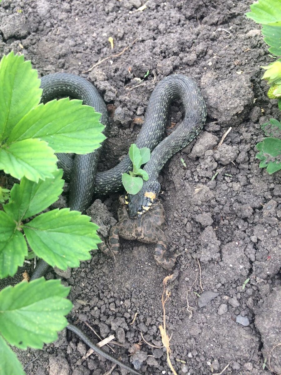 Змеиный обед