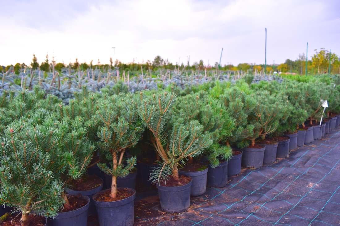 Преимуществом питомников есть также широкий ассортимент видов. Например, в «Экоплант» вам могут предложить несколько видов ели: обыкновенную, голубую и сербскую. По размерам вы тоже не ограничены: представлены более 10 вариантов размеров дерева. Вам останется только выбрать ель на свой вкус.