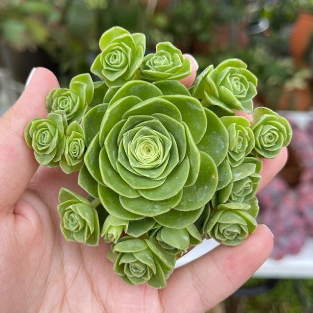 @lilyparadiseflowers