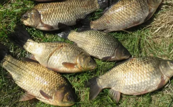 Добавьте описание