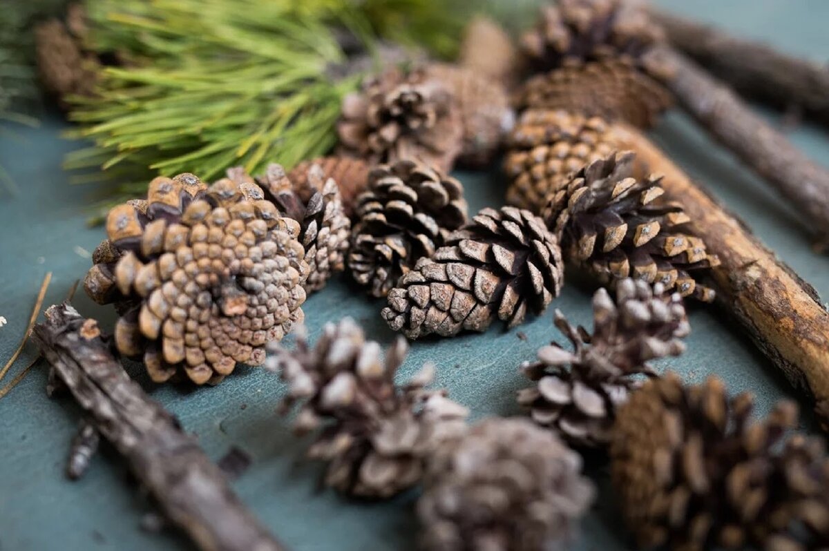 Вылазка в лес – не только здоровье, а ещё и полные закрома новогоднего декора
