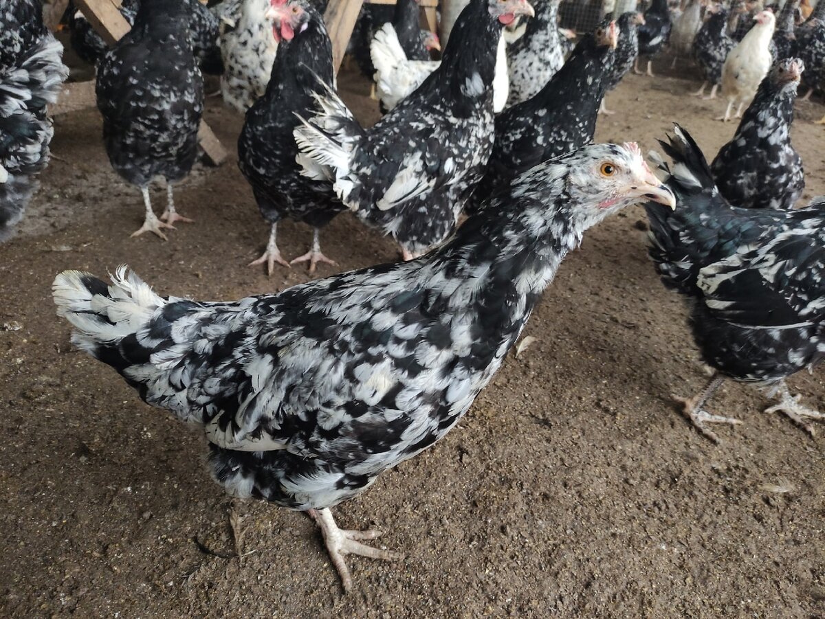 Курица молодка