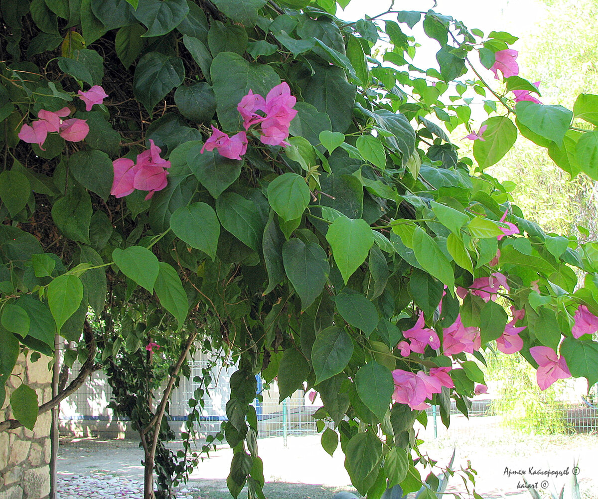 Кустарник Бугенвилле́и в Турции. Фото: KAIART