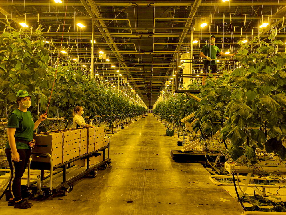 тепличный комплекс нижегородский город бор. борская теплица. борские теплицы изнутри. борский тепличный комплекс свечение. теплицы на бору свечение.