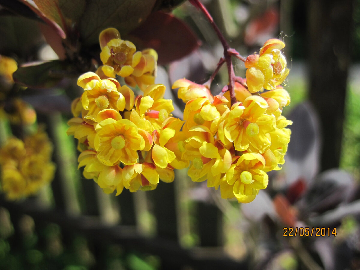 Мой Барбарис Оттавский суперба (Berberis ottawensis), цветение 22 мая. Фото автора.