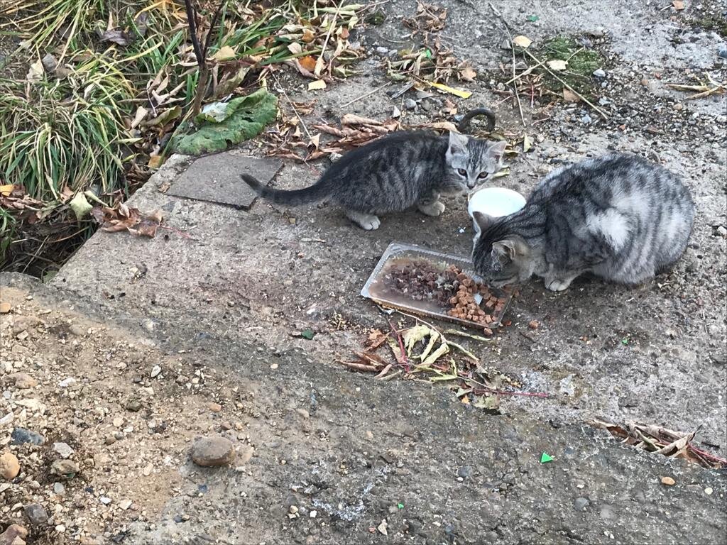 Осторожная мама передала  с молоком детям  недоверие ко всему миру.