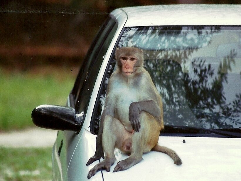 Фото обезьяны за рулем автомобиля