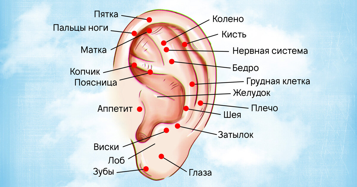 Окружность уха где находится у человека фото